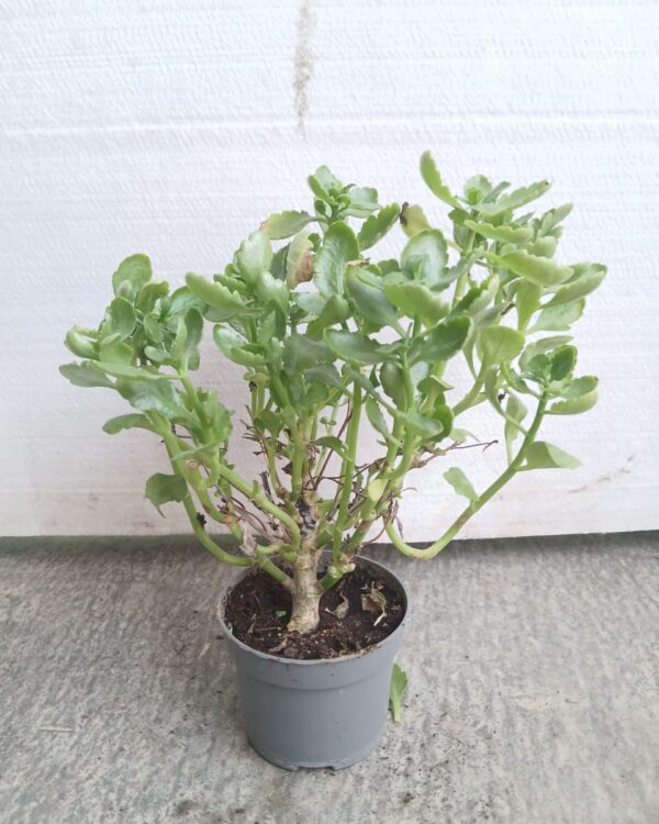 Kalanchoe blossfeldiana