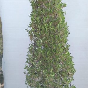 Olea europaea