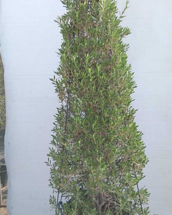 Olea europaea