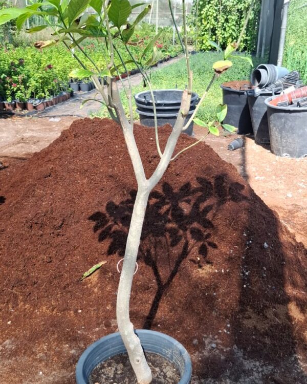 Dracaena