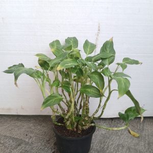 Aglaonema commutatum