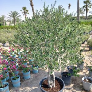 Olea europaea