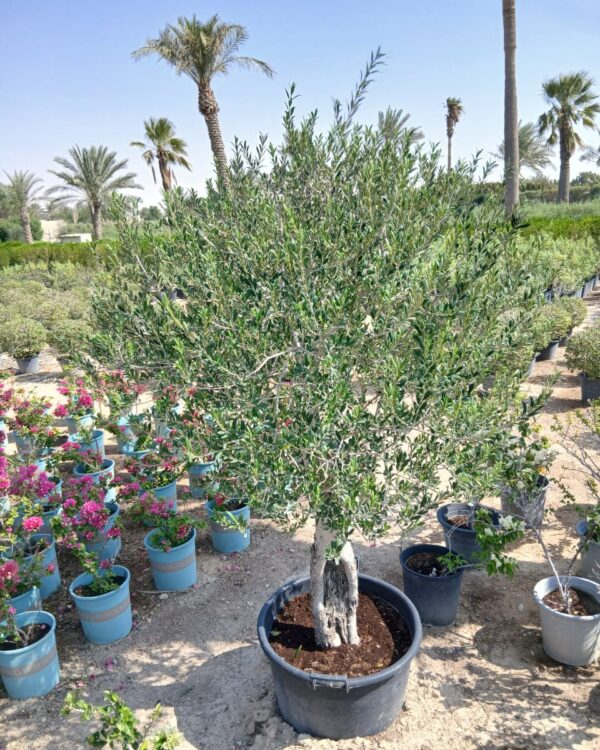 Olea europaea