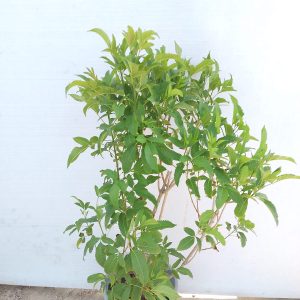 Tecoma stans