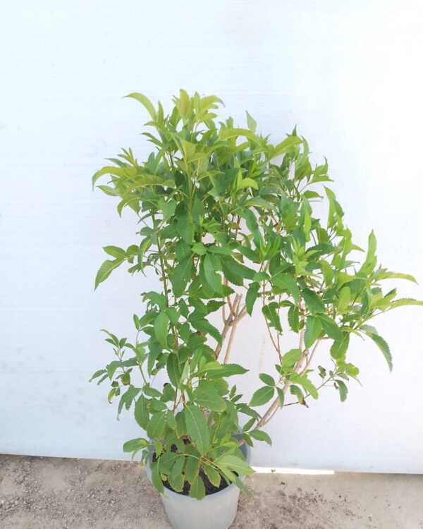 Tabernaemontana divaricata
