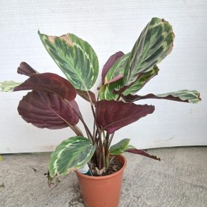 Calathea roseopicta