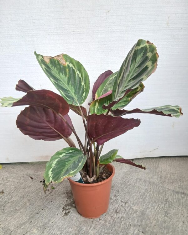 Calathea roseopicta
