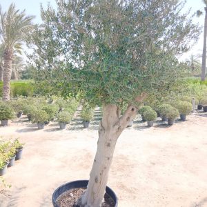 Olea europaea