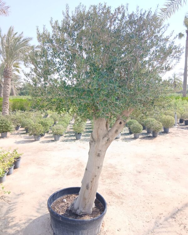 Olea europaea