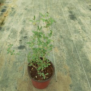 Teucrium fruticans