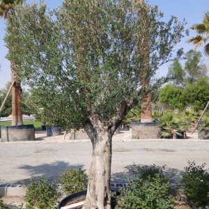 Olea europaea