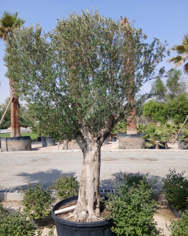 Olea europaea