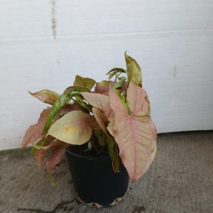 Syngonium podophyllum