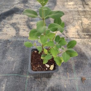 Vitex purpurea