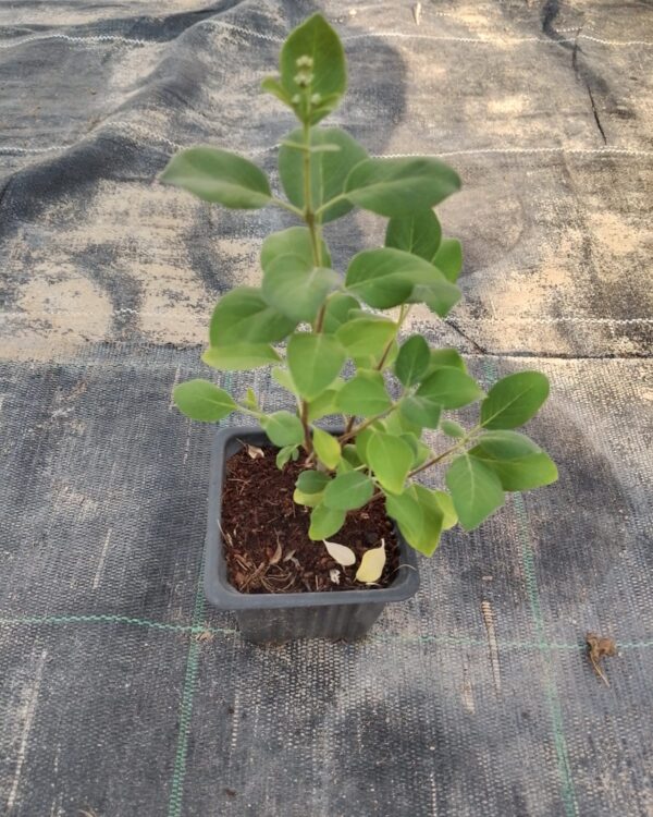 Euphorbia milii