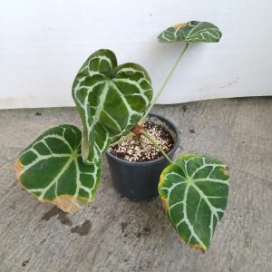 Arum italicum