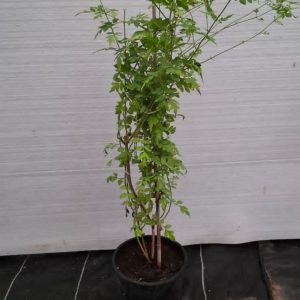 Jasminum mesnyi