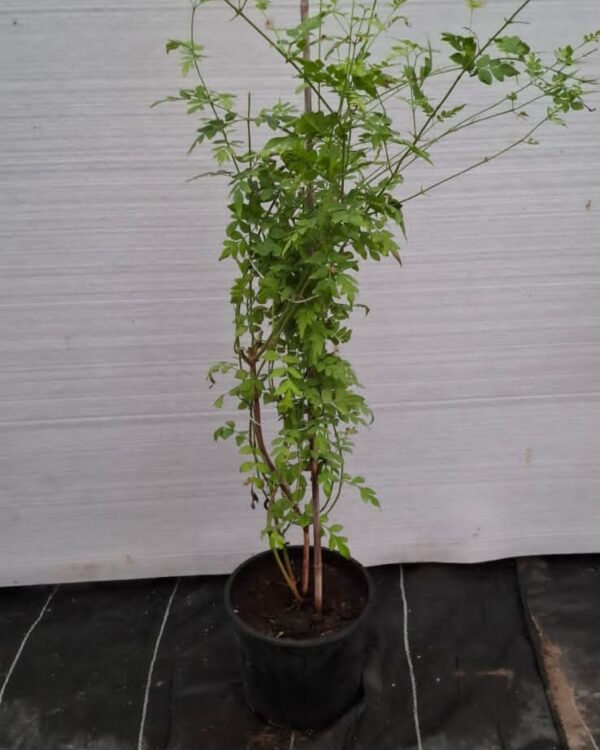 Yellow jasmine