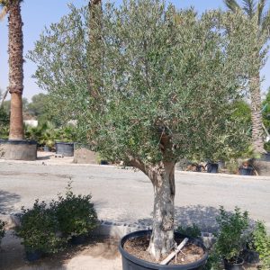 Olea europaea