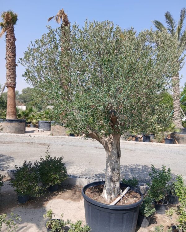 Olea europaea