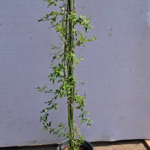 Jasminum mesnyi