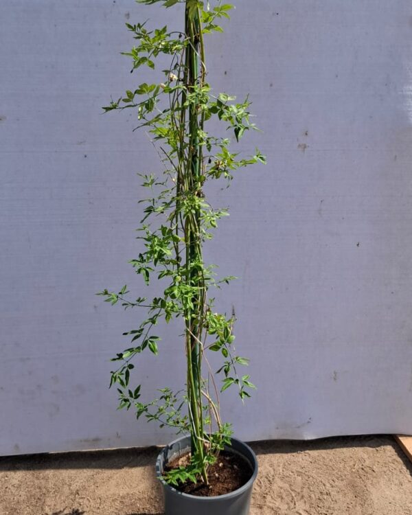 Yellow jasmine