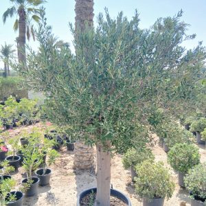 Olea europaea