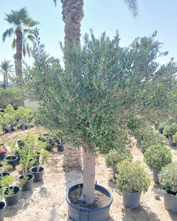 Olea europaea