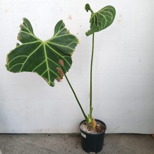Philodendron gloriosum
