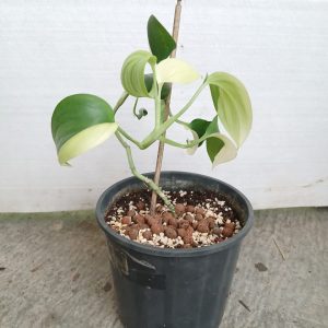 Epipremnum aureum