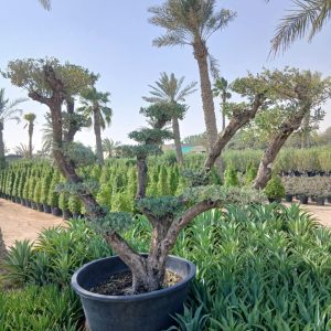 Olea europaea