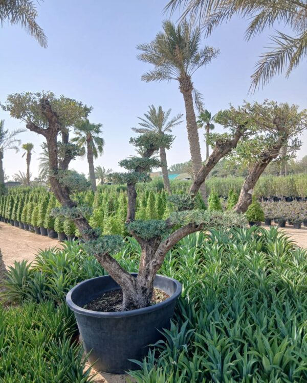 Olea europaea