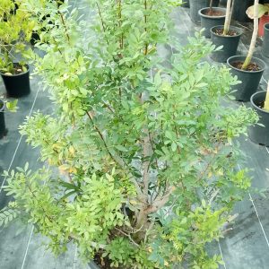 Pistachia lentiscus