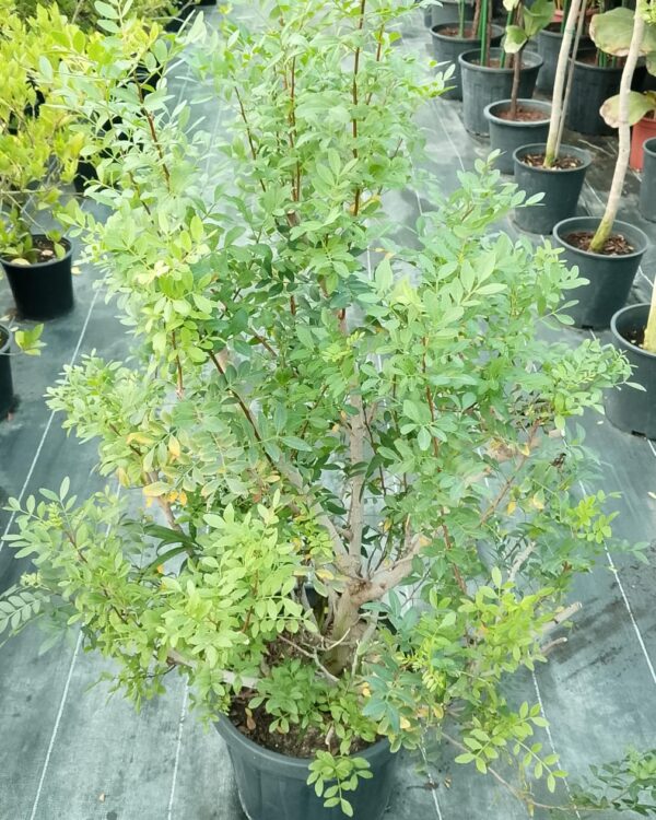 Pistachia lentiscus