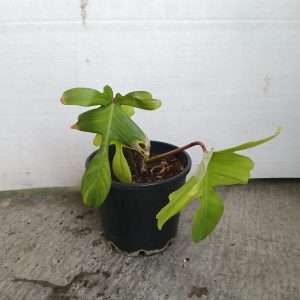 Monstera deliciosa