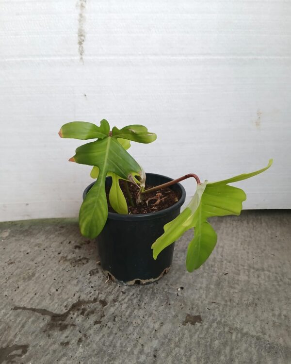 Monstera Deliciosa