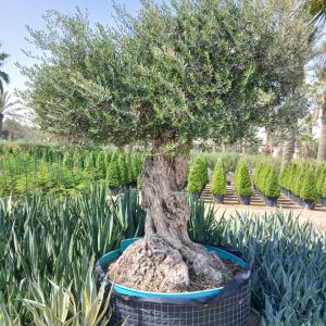 Olea europaea