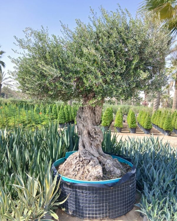 Olea europaea