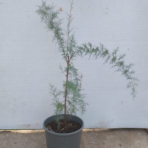 Tamarix ramosissima
