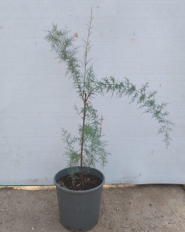 Tamarix ramosissima