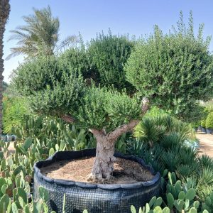Olea europaea