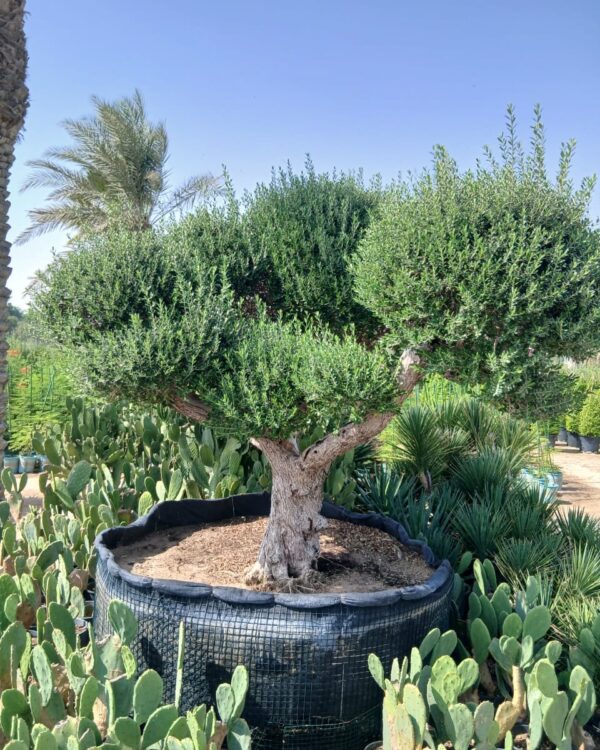 Olea europaea