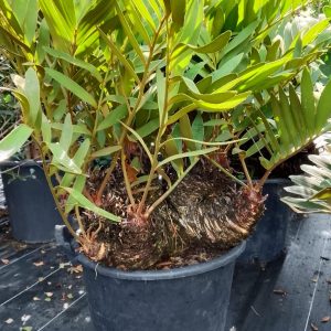 Zamia furfuracea