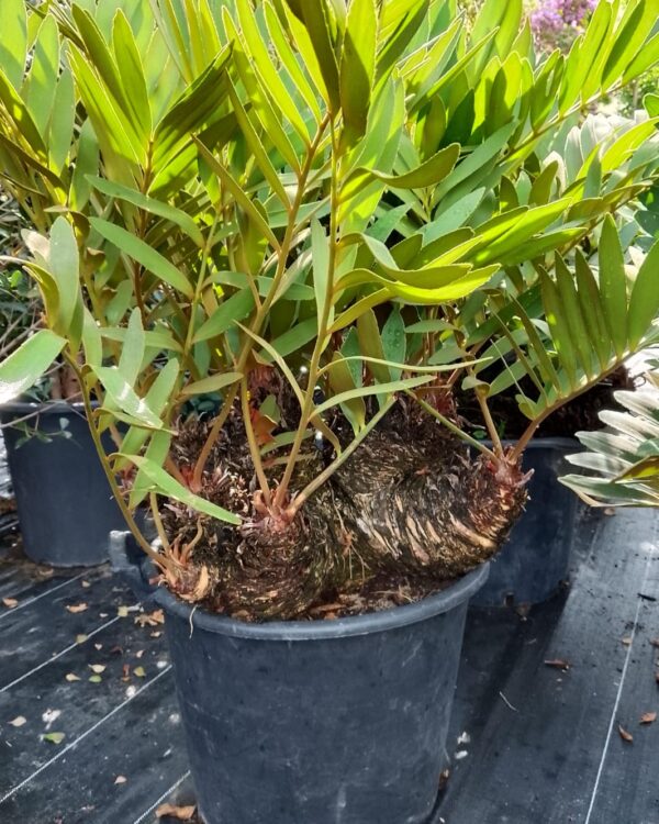 Zamia furfuracea
