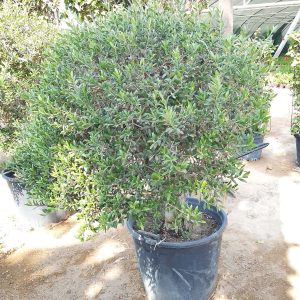 Olea europaea