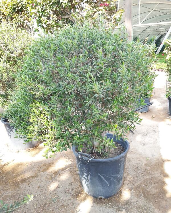 Olea europaea