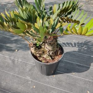 Zamia furfuracea
