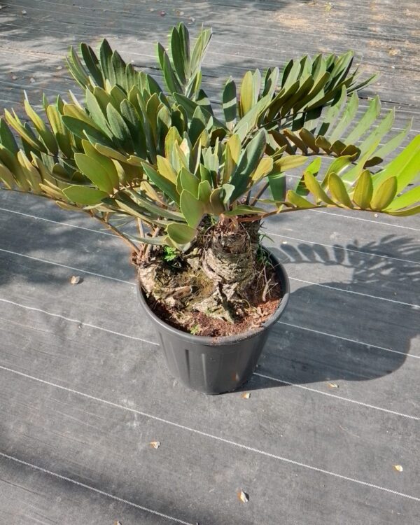 Zamia furfuracea