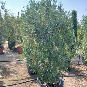 Olea europaea