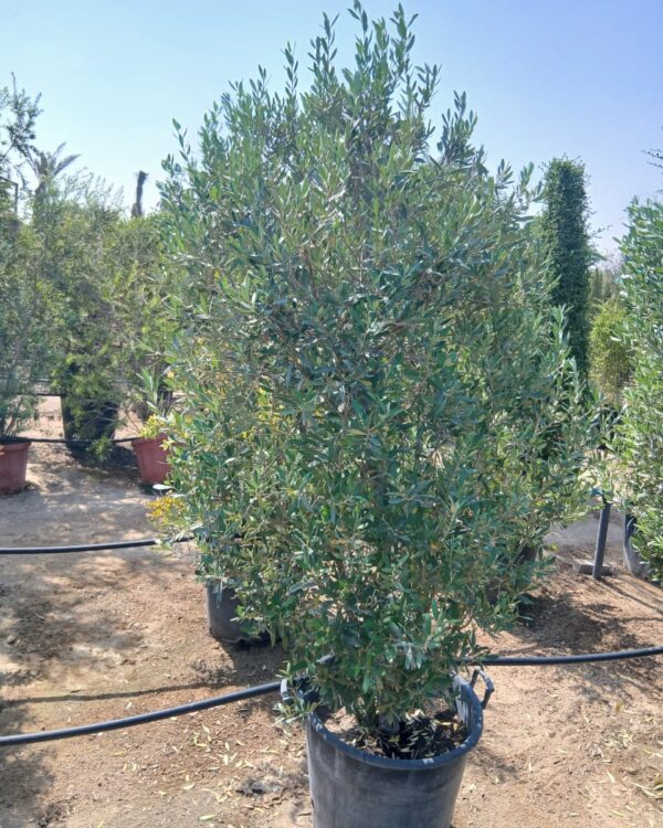 Olea europaea